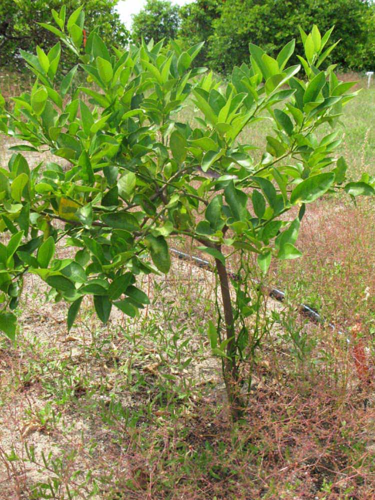            Habit (Persian, Winter Haven, FL)   